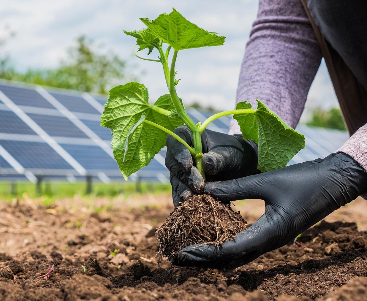 Environmental Impact